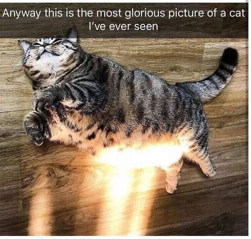 Anyway this is the most glorious picture of a cat I've ever seen