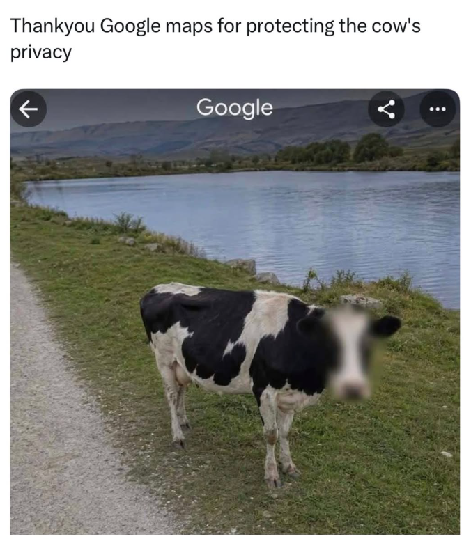 Thankyou Google maps for protecting the cow's privacy Google