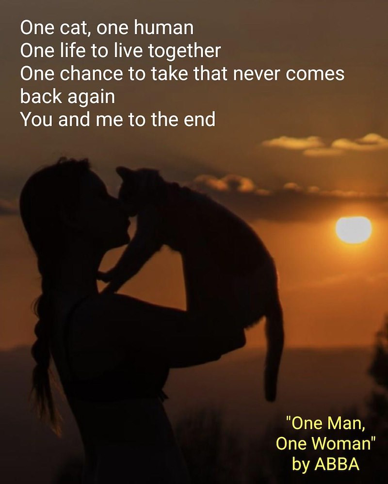 One cat, one human One life to live together One chance to take that never comes back again You and me to the end "One Man, One Woman" by ABBA
