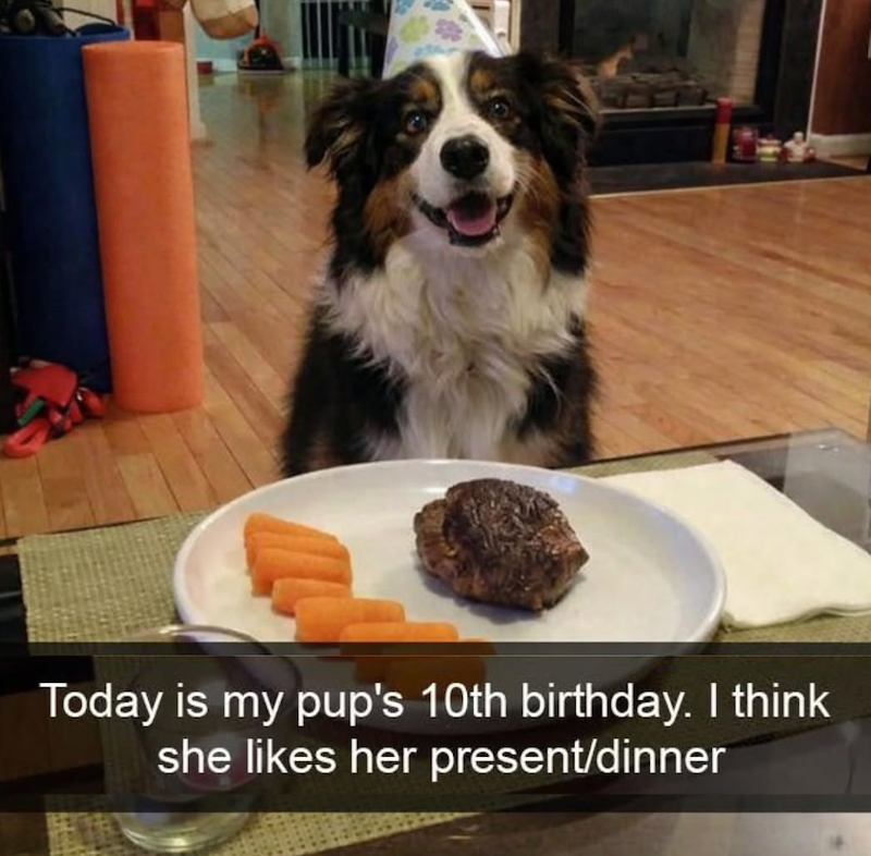 Today is my pup's 10th birthday. I think she likes her present/dinner