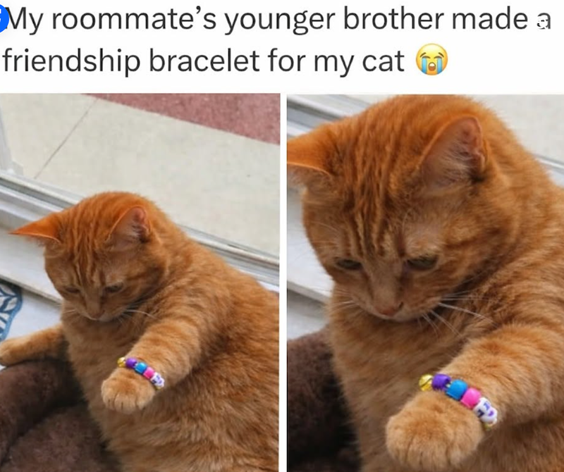 My roommate's younger brother made a friendship bracelet for my cat