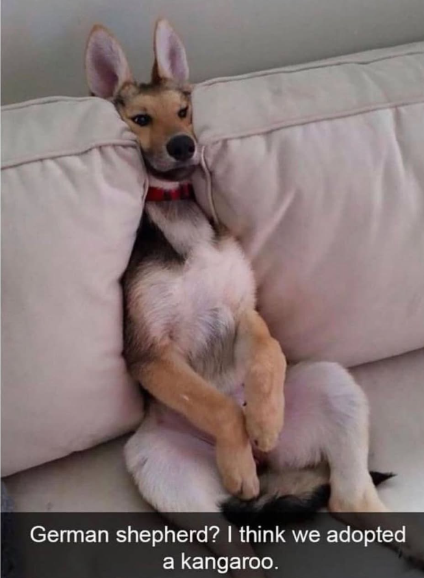 German shepherd? I think we adopted a kangaroo.