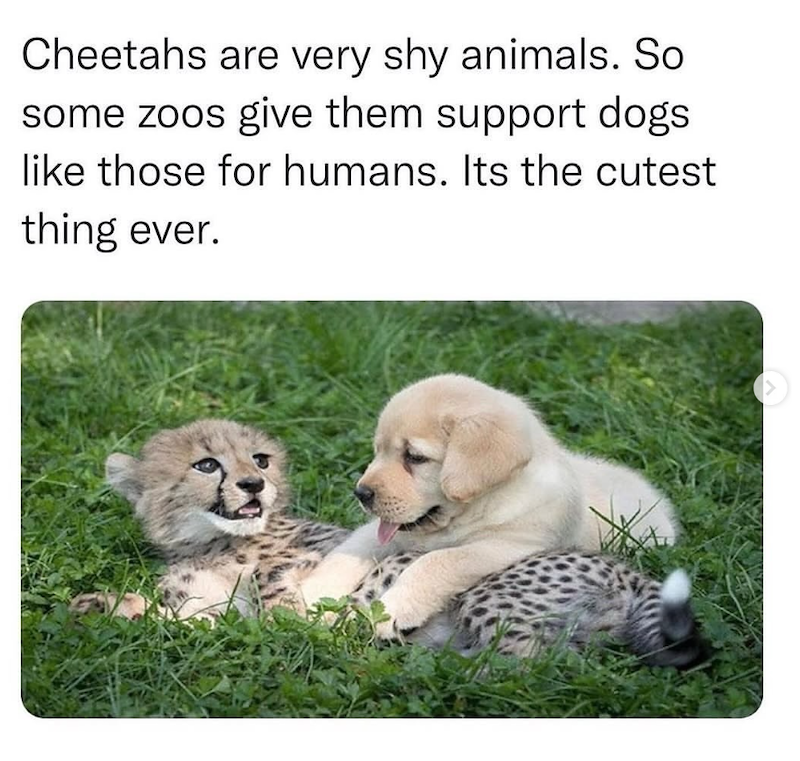 Cheetahs are very shy animals. So some zoos give them support dogs like those for humans. Its the cutest thing ever.