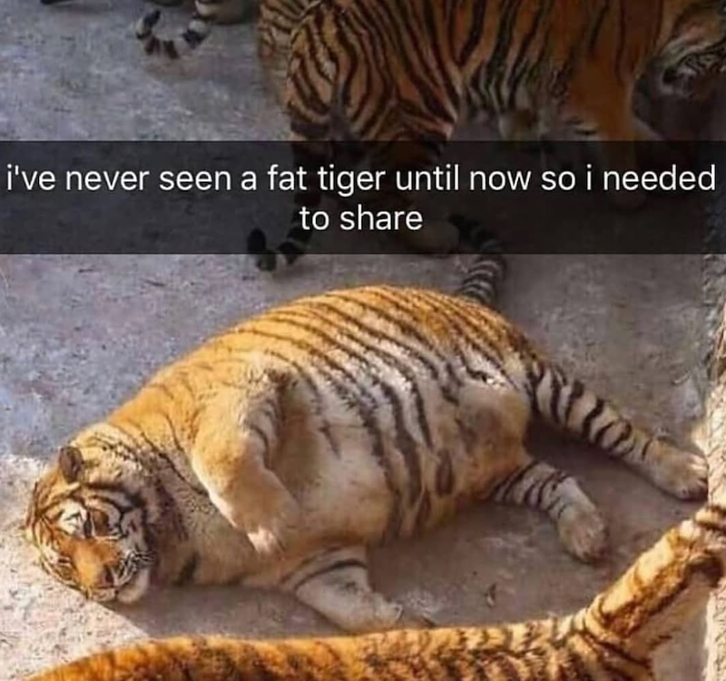 i've never seen a fat tiger until now so i needed to share