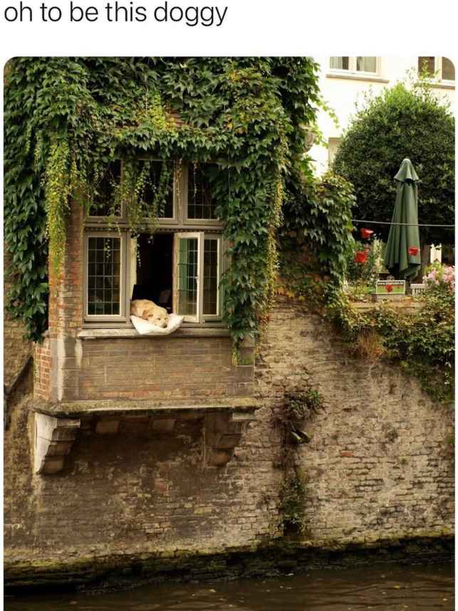 oh to be this doggy