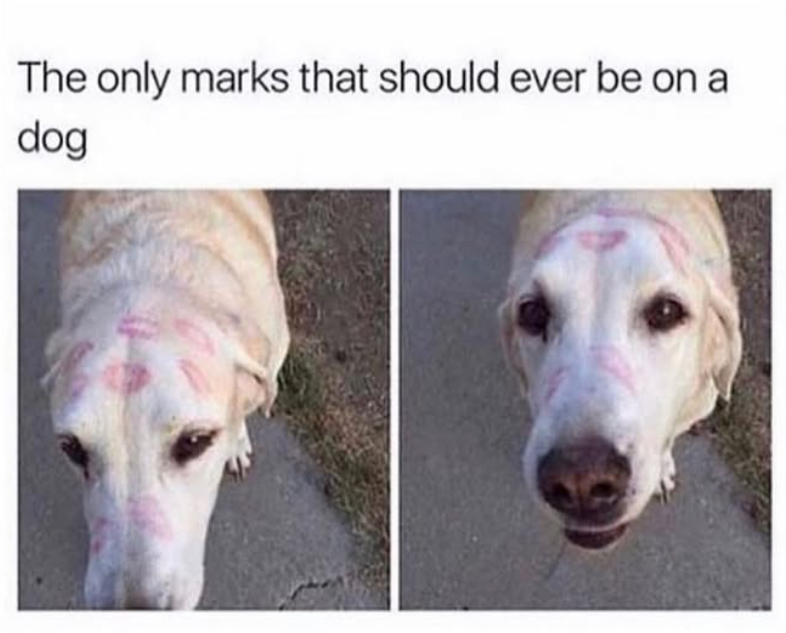 The only marks that should ever be on a dog