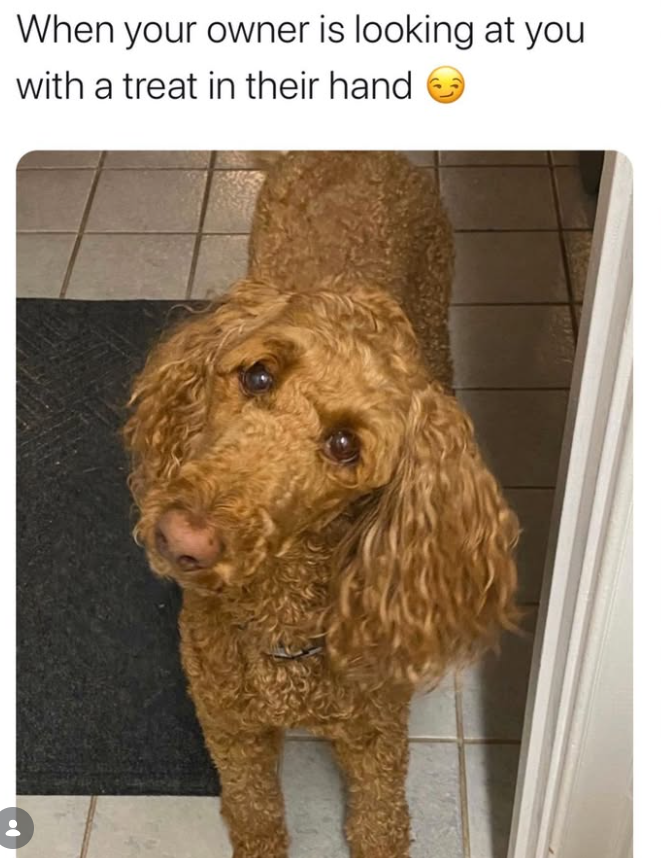 When your owner is looking at you with a treat in their hand