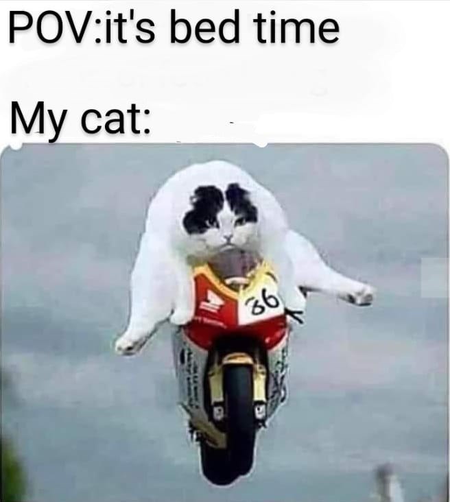 POV:it's bed time My cat: 36