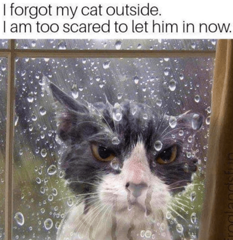 I forgot my cat outside. I am too scared to let him in now. 0 CO