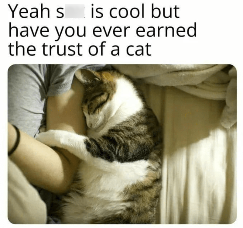 Yeah s is cool but have you ever earned the trust of a cat