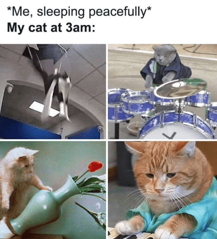 *Me, sleeping peacefully* My cat at 3am: