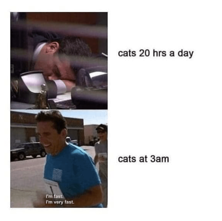 I'm fast I'm very fast. cats 20 hrs a day cats at 3am