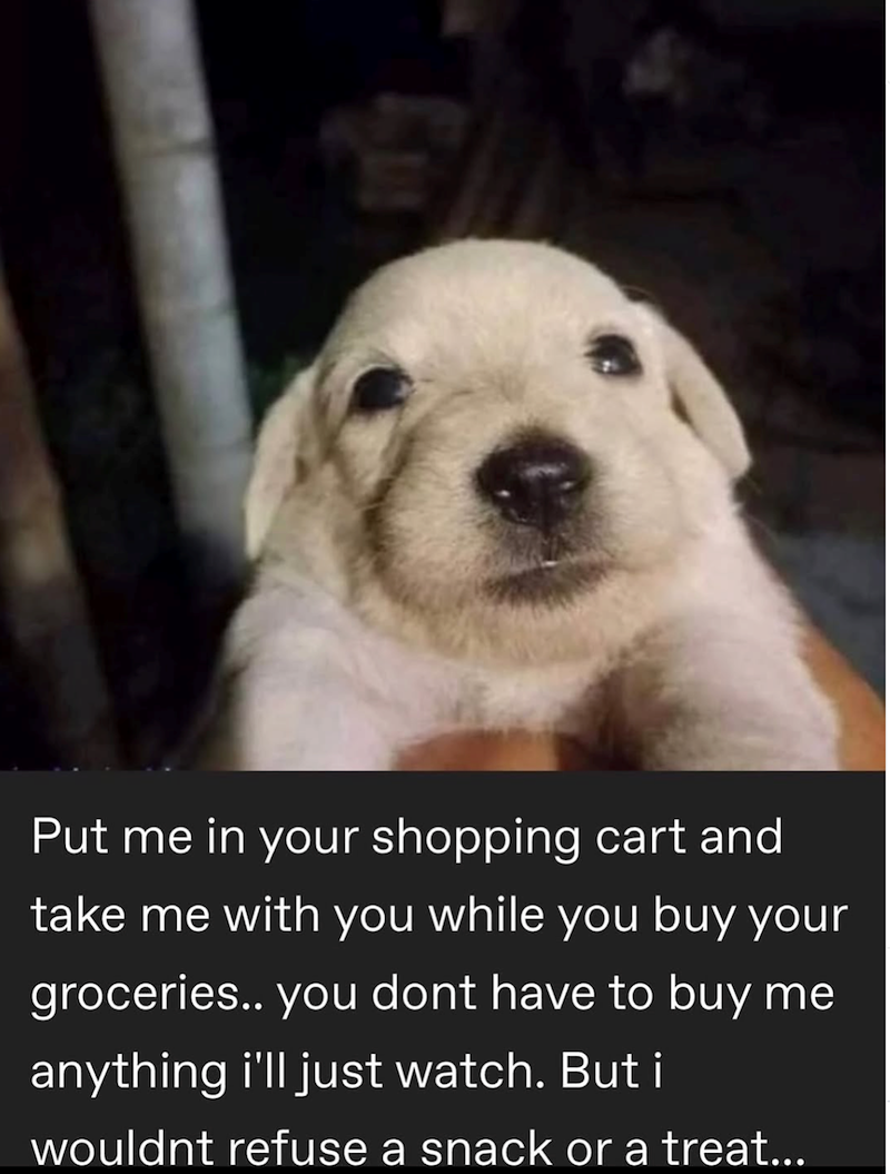 Put me in your shopping cart and take me with you while you buy your groceries.. you dont have to buy me anything i'll just watch. But i wouldnt refuse a snack or a treat...