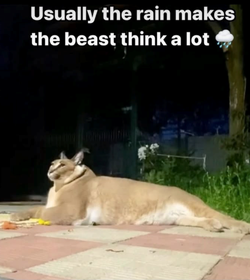 Usually the rain makes the beast think a lot