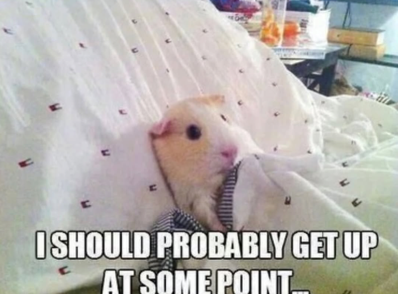 I SHOULD PROBABLY GET UP AT SOME POINT...