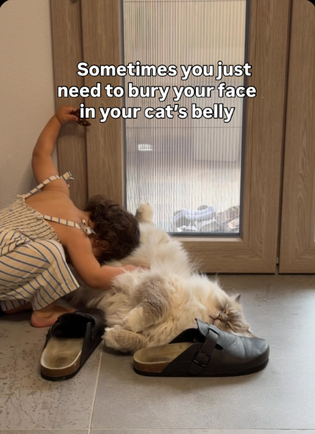 Sometimes you just need to bury your face in your cat's belly
