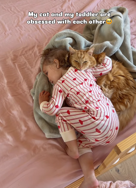 My cat and my toddler are obsessed with each other