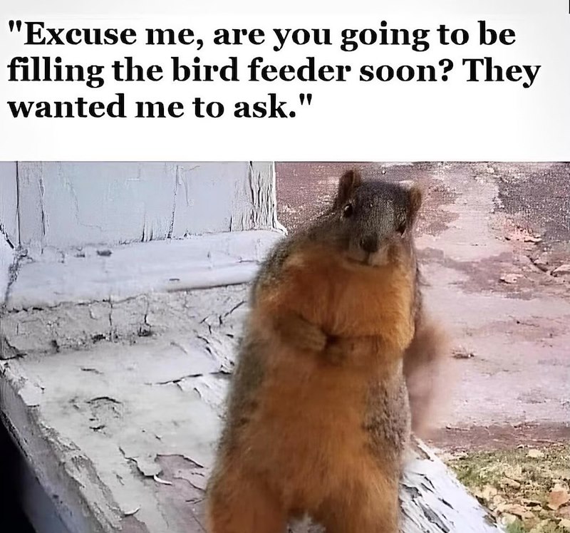 "Excuse me, are you going to be filling the bird feeder soon? They wanted me to ask."