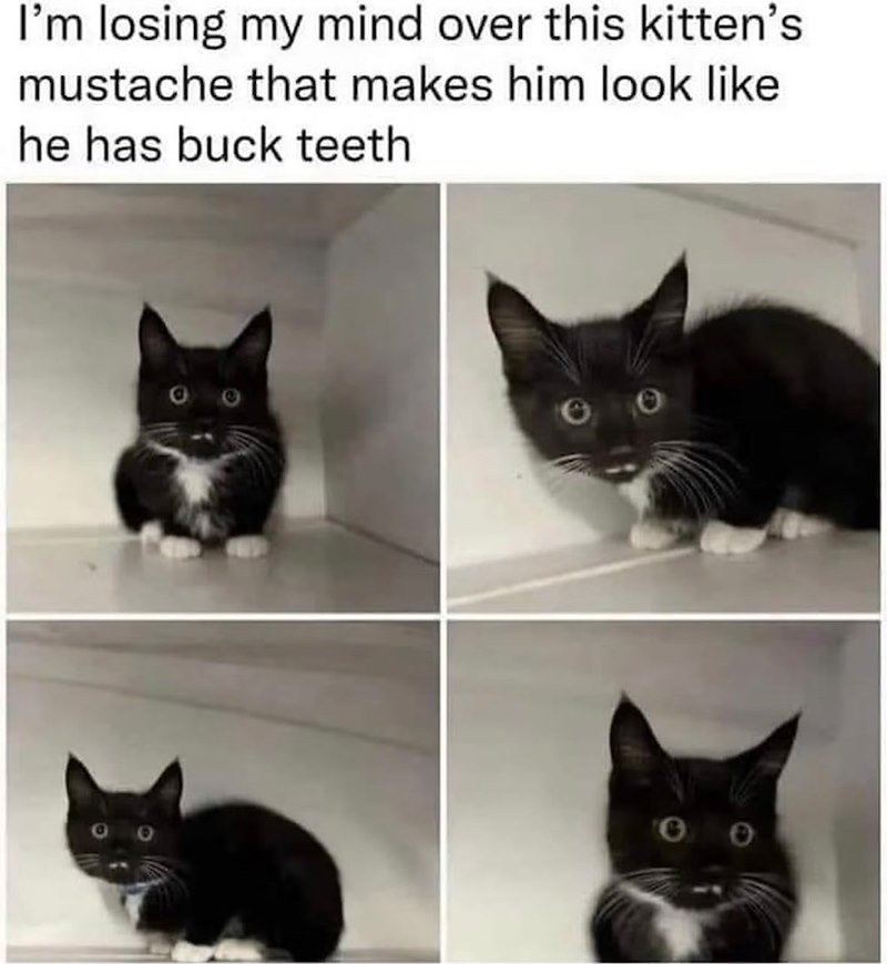 I'm losing my mind over this kitten's mustache that makes him look like he has buck teeth