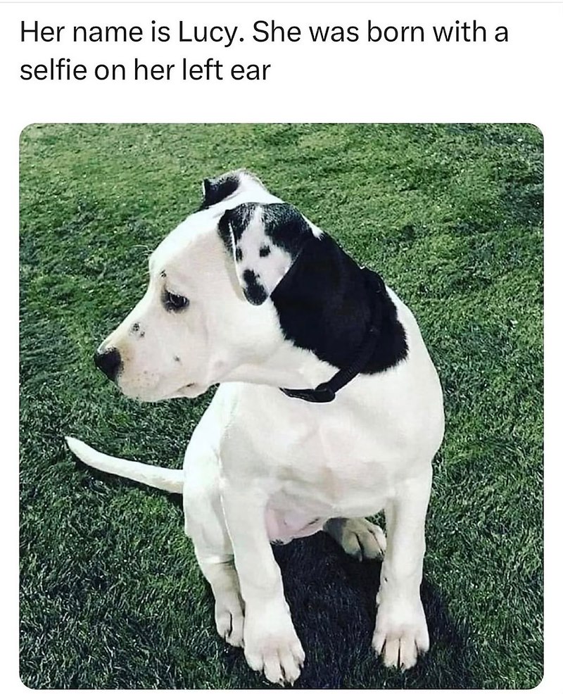 Her name is Lucy. She was born with a selfie on her left ear