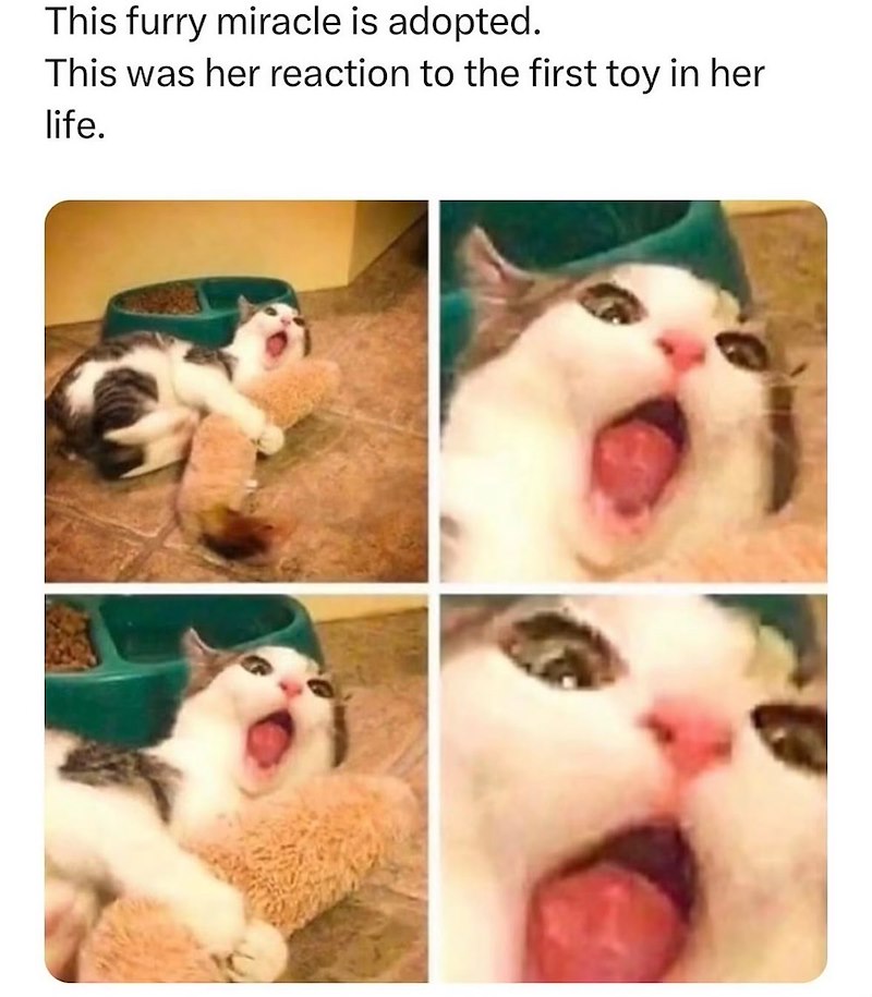 This furry miracle is adopted. This was her reaction to the first toy in her life.