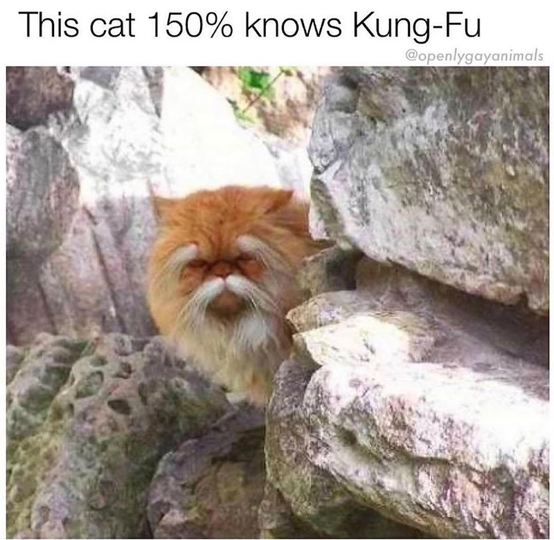 This cat 150% knows Kung-Fu @openlygayanimals