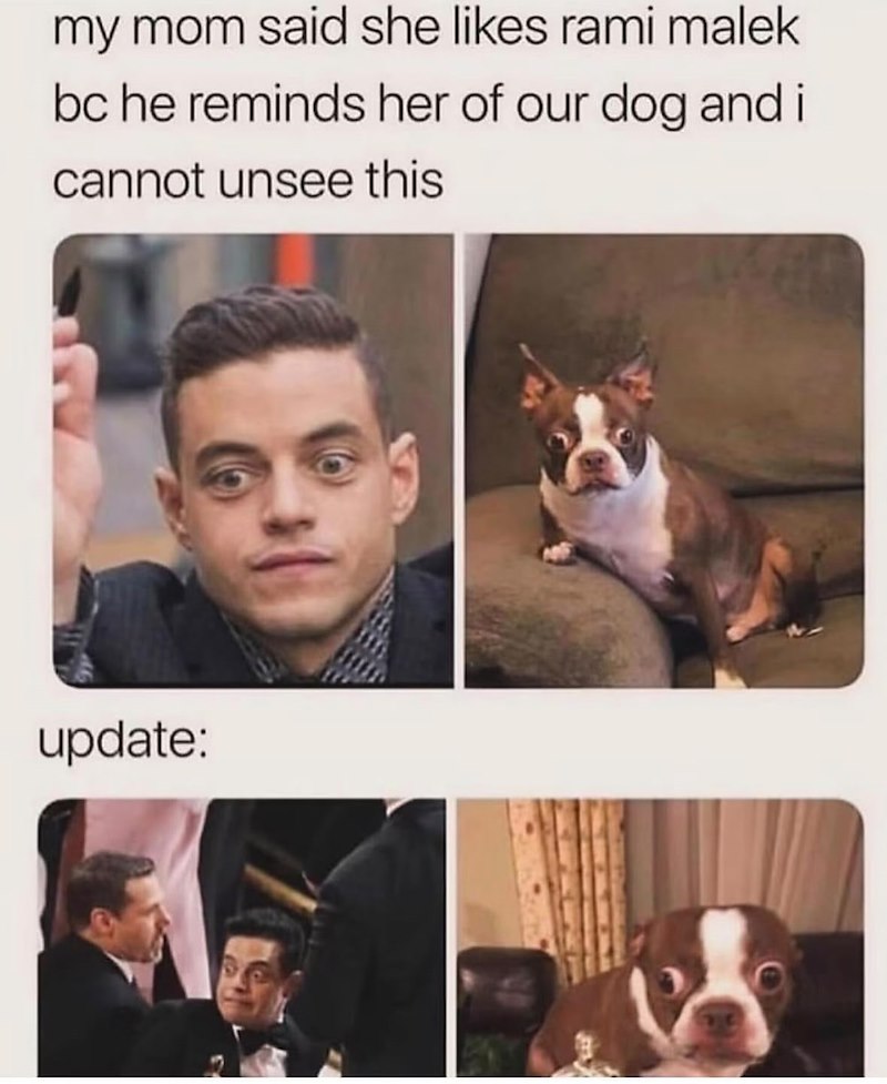 my mom said she likes rami malek bc he reminds her of our dog and i cannot unsee this update: