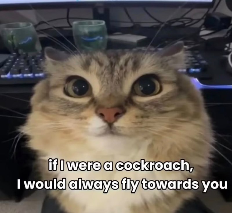 if I were a cockroach, I would always fly towards you