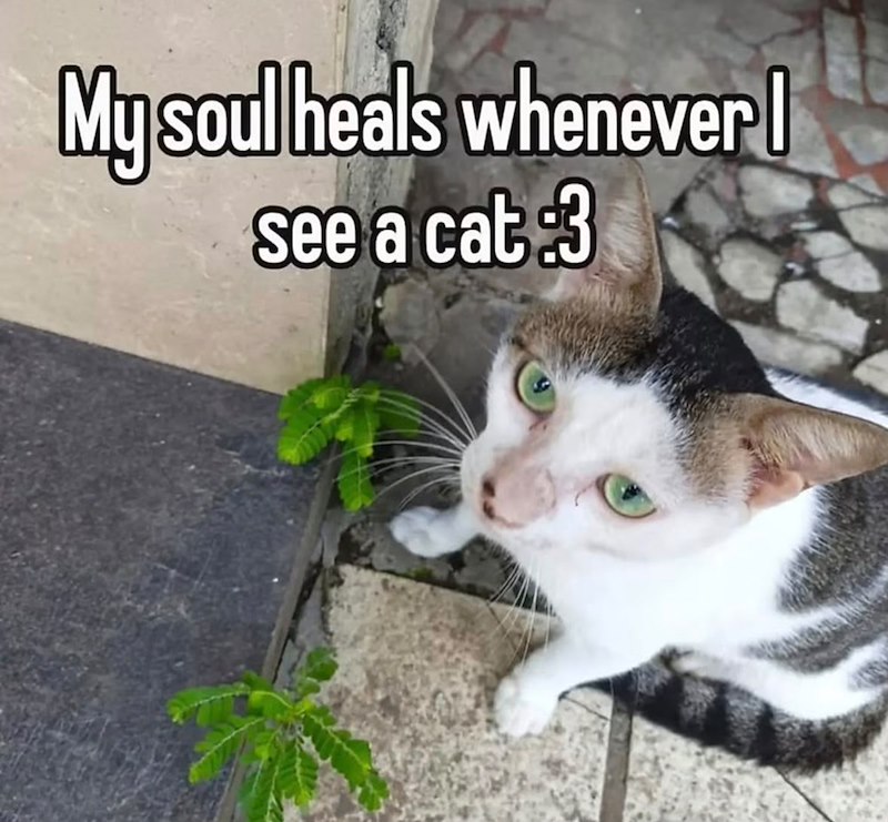 My soul heals whenever I see a cat :3