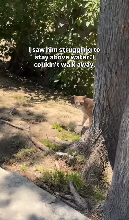 I saw him struggling to stay above water.I couldn't walk away.