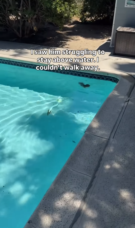 I saw him struggling to stay above water. I couldn't walk away.