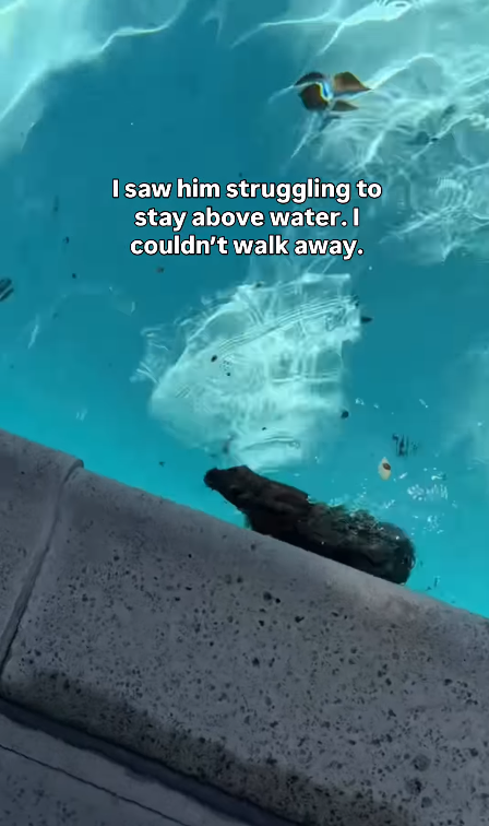 I saw him struggling to stay above water. I couldn't walk away.