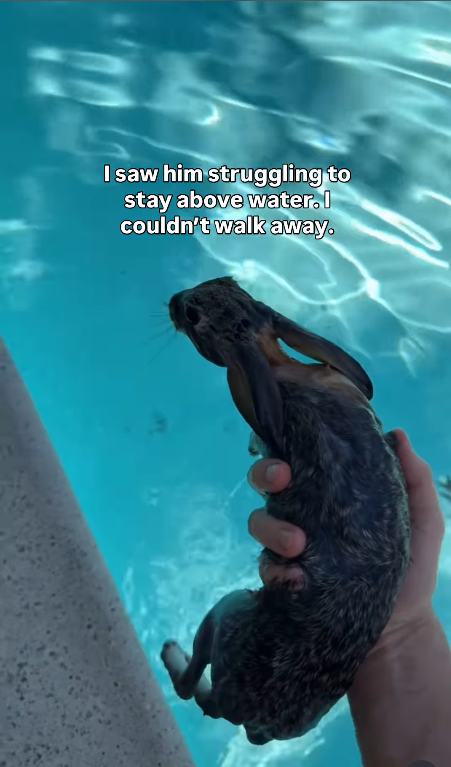 HA I saw him struggling to stay above water. couldn't walk away.