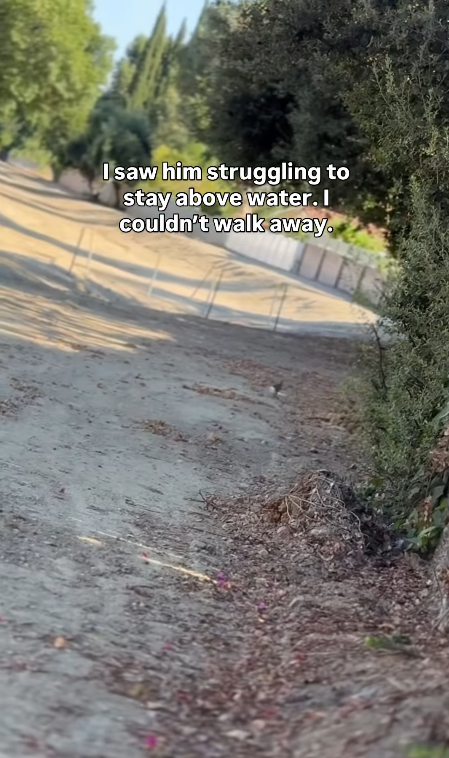I saw him struggling to stay above water. I couldn't walk away.