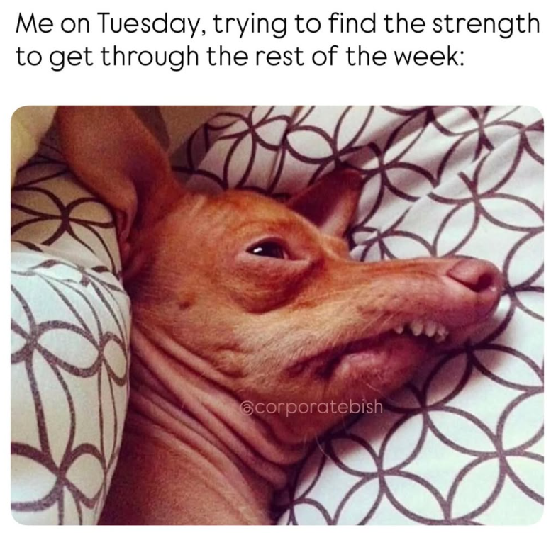 Me on Tuesday, trying to find the strength to get through the rest of the week: corporatebish