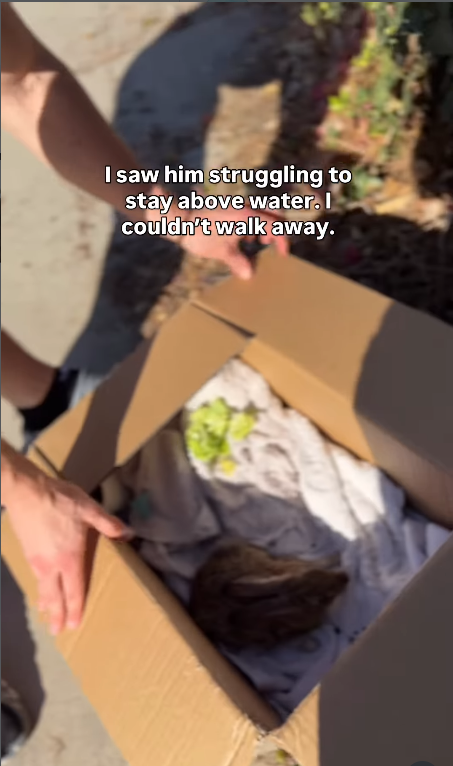 I saw him struggling to stay above water. I couldn't walk away.