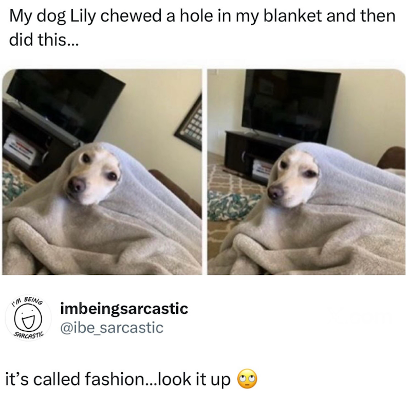 My dog Lily chewed a hole in my blanket and then did this... I'M BEING SARCASTIC imbeingsarcastic @ibe_sarcastic it's called fashion...look it up