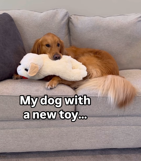 My dog with a new toy...