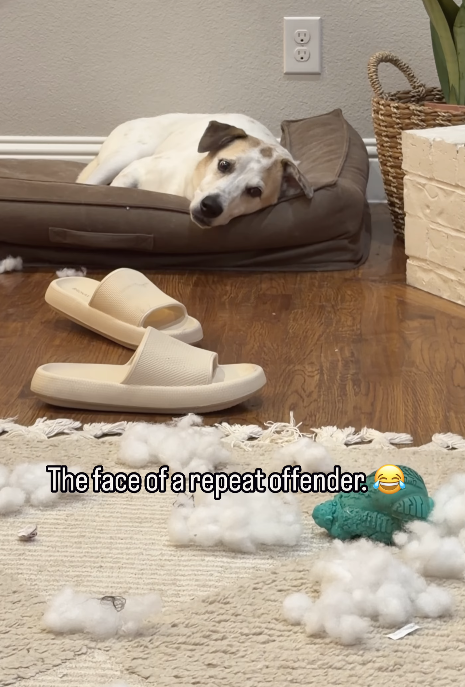 BB The face of a repeat offender.
