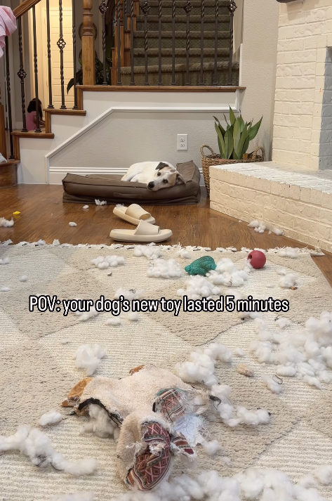 POV: your dog's new toy lasted 5 minutes