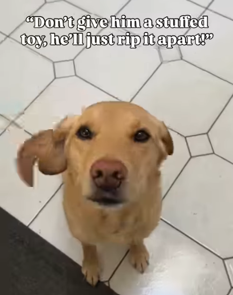 "Don't give him a stuffed toy, he'll just rip it apart!"