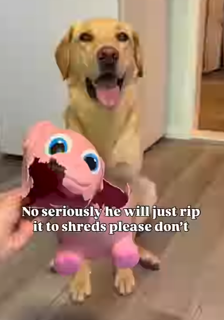 No seriously he will just rip it to shreds please don't