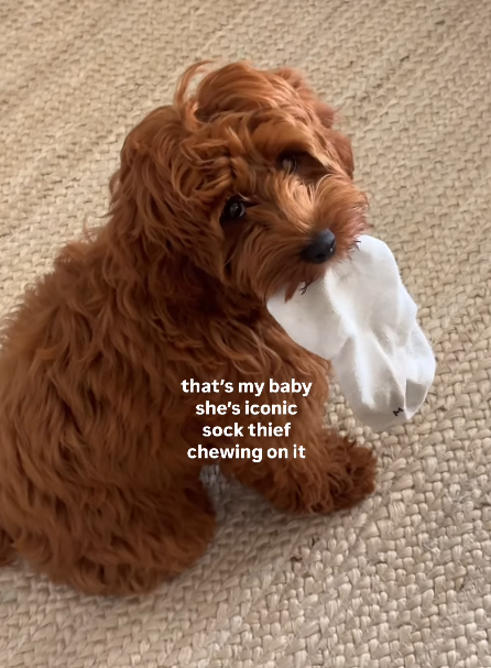 that's my baby she's iconic sock thief chewing on it