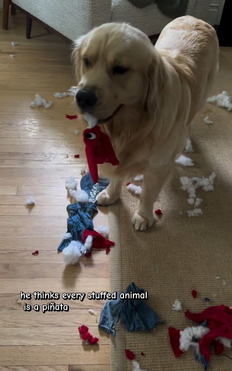 , he thinks every stuffed animal is a piñata