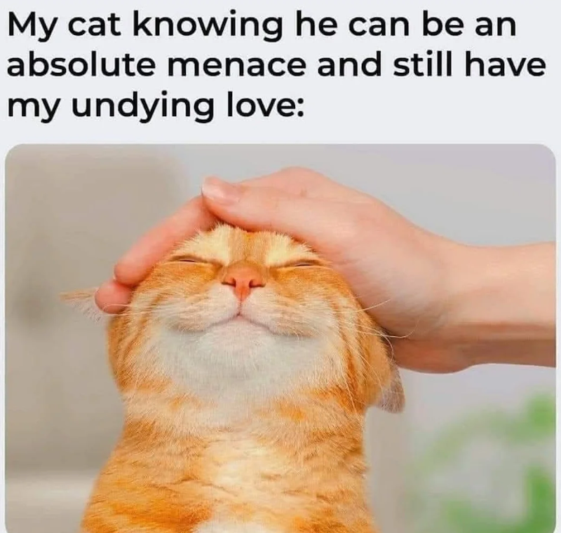 My cat knowing he can be an absolute menace and still have my undying love: