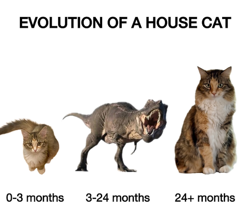 EVOLUTION OF A HOUSE CAT 0-3 months 3-24 months 24+ months