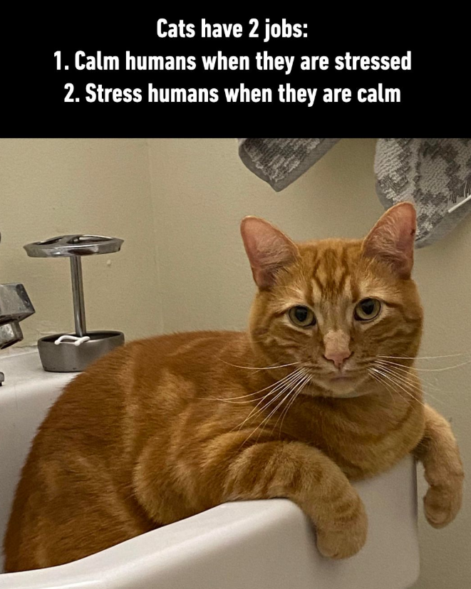 Cats have 2 jobs: 1. Calm humans when they are stressed 2. Stress humans when they are calm I