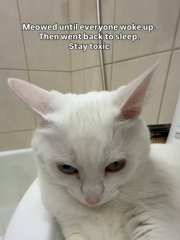 Meowed until everyone woke up. Then went back to sleep. Stay toxic