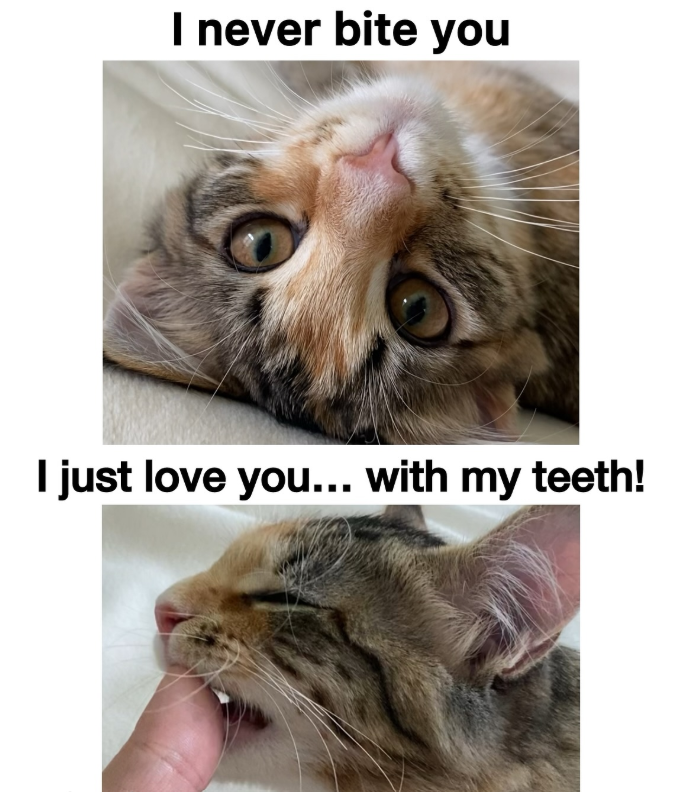 I never bite you I just love you... with my teeth!