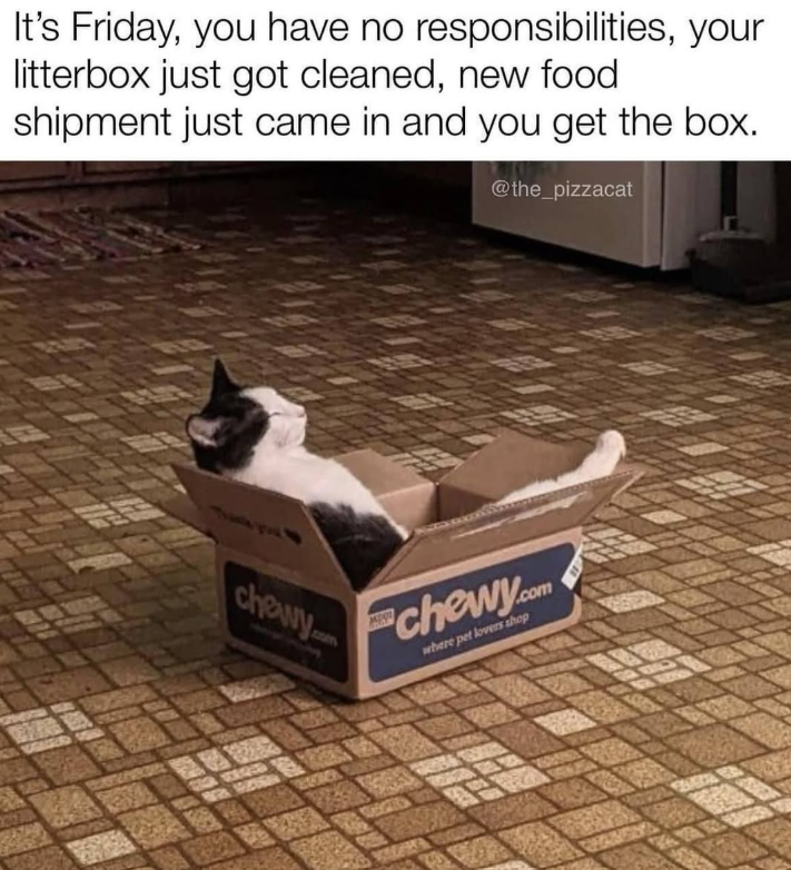 It's Friday, you have no responsibilities, your litterbox just got cleaned, new food shipment just came in and you get the box. @the_pizzacat chewym chewy.com where pet lovers shop
